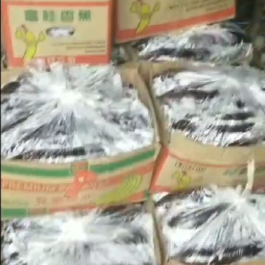 深圳紫长茄 长茄