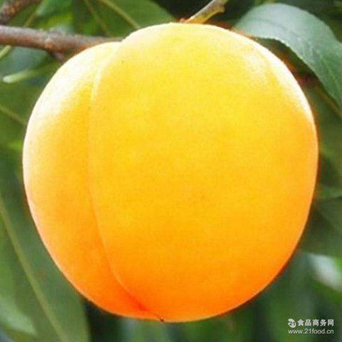 枣阳市 有黄桃面积一百多亩。锦绣黄桃金蜜。高山种植口感好天然无污染