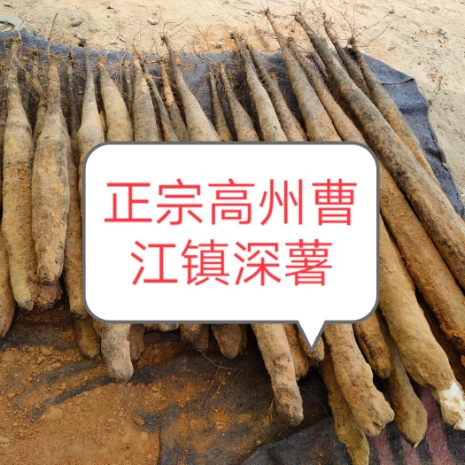 高州市木薯 自家种植