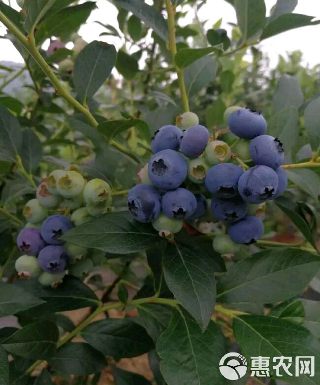  云南高原蓝莓  夏普蓝 最甜品种