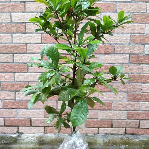 灵山县 神秘果树苗盆栽四季神奇果庭院阳台南方种植奇异神秘果苗当年结