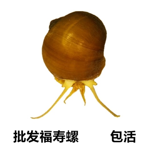 杭州螺蛳 福寿螺活体超大种螺龟鱼缸清理垃圾除藻动物廉价蛋白饲料钓青鱼饵