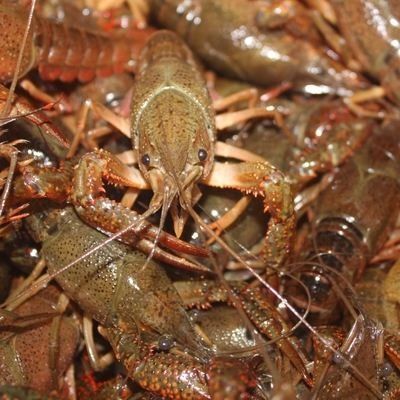 洪湖市湖北洪湖清水人家优质小龙虾。
