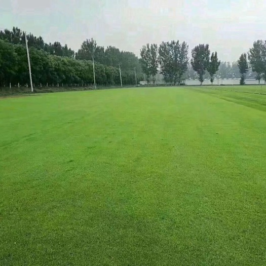 遂溪县马尼拉草皮 优质草