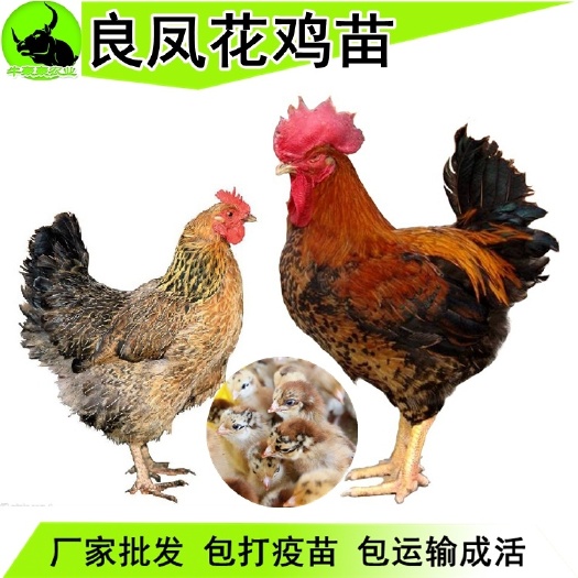 南宁 广西良凤花鸡苗出售优良品种包邮