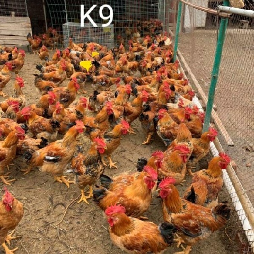 昆明K9鸡苗  K9 新广901   快大型肉鸡 882   901