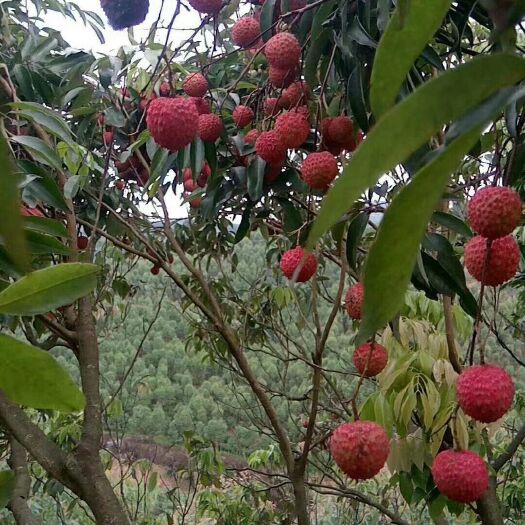 高州市桂味荔枝 欢迎现场看货下单