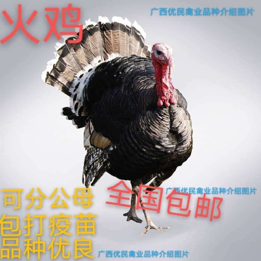 南宁 鸡苗贝蒂娜火鸡苗