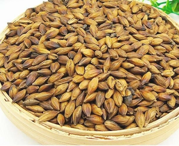 云霄县 供应优质大麦茶颗粒饱满