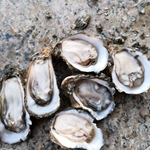 北海北海生蚝 牛奶