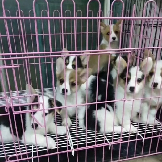 枣庄 柯基犬
有意向的朋友可联系，喜欢 点个赞  吧！谢谢！