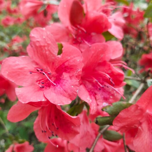毕节 杜鹃花(毛杜鹃，国旗红)