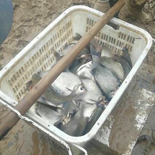 武汉 鳊鱼现货出售