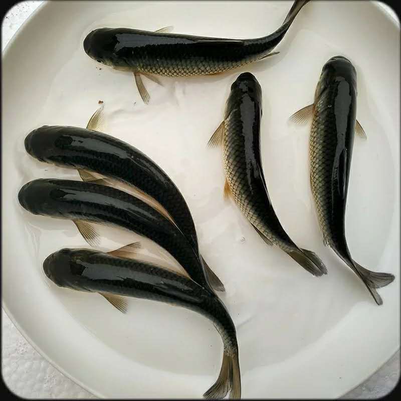 草鱼苗 货源充足大量供应