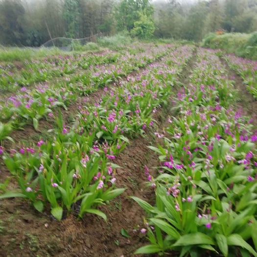 资源县紫花白芨苗 中药材白芨，紫花三叉大白芨。