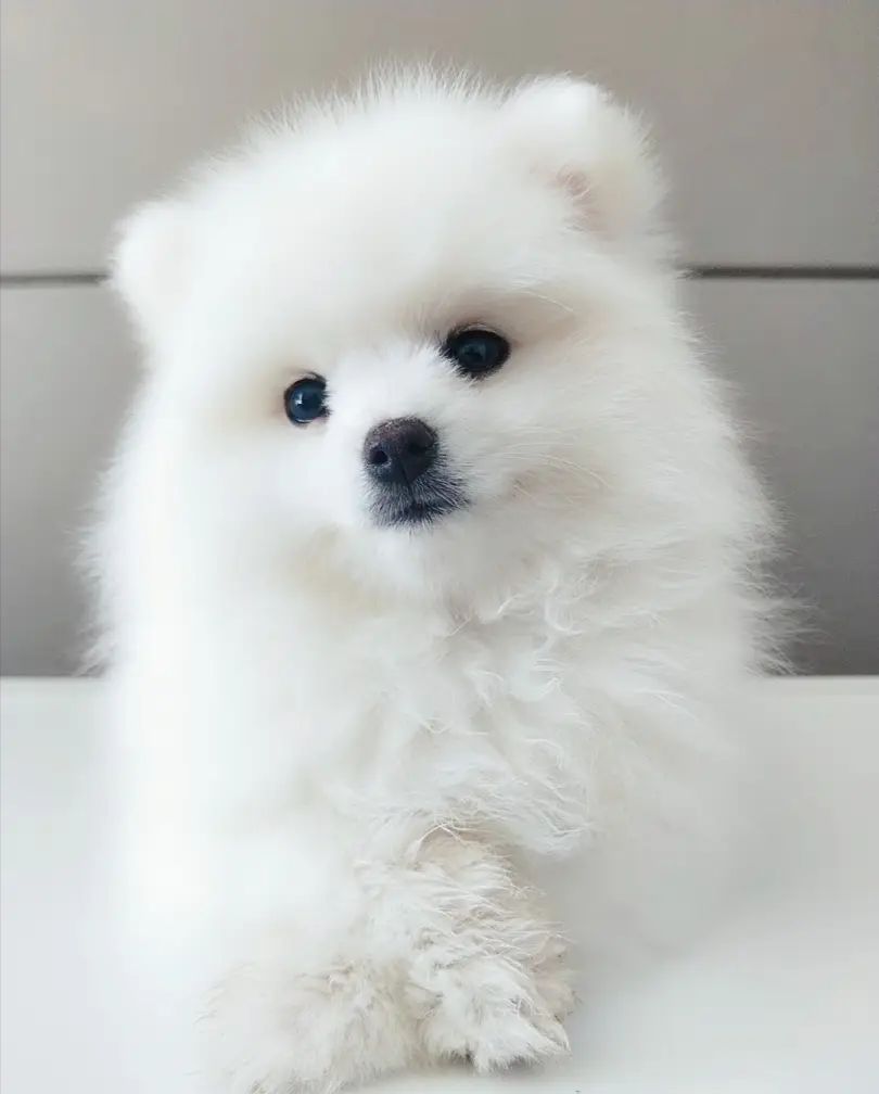  博美犬
有意向的朋友可联系，喜欢 点个赞  吧！谢谢！