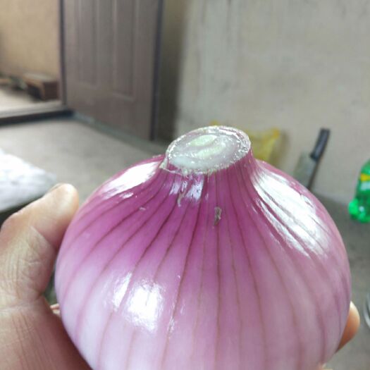 姚安县紫皮洋葱 欢迎各位老板联系