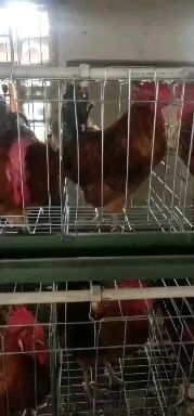 日照青脚麻鸡苗 禽雁系青脚麻鸡，