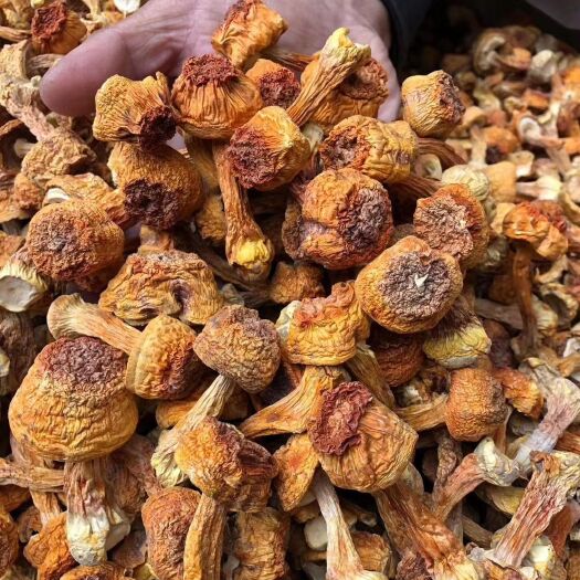 漠河市姬松茸，内含丰富的粗蛋白、粗脂肪、粗纤维，补充人体所需的维