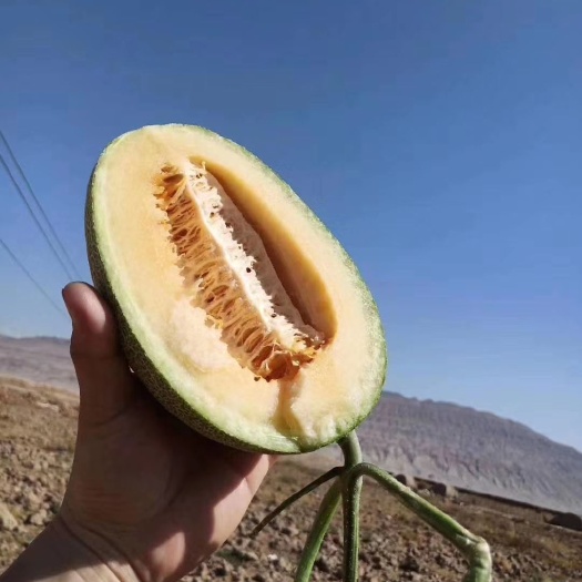 鄯善哈密瓜 吐鲁番最好的西州蜜25号瓜