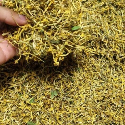 通江县天然金银花