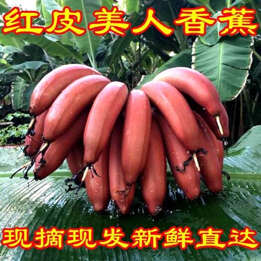  新鲜香蕉水果包邮土楼红皮香蕉红美人蕉红香蕉小米蕉批发零售
