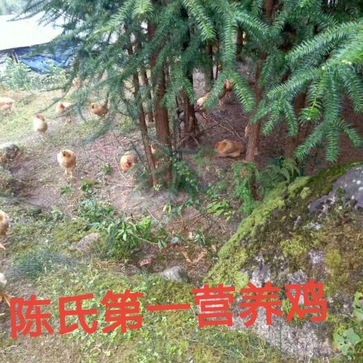资兴市 陈氏山地放养土鸡