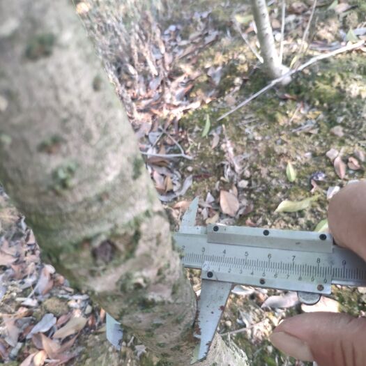 天台县普通桂花树