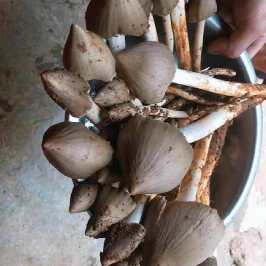 宁南县鸡枞菌 非人工种植，天然鸡棕菌