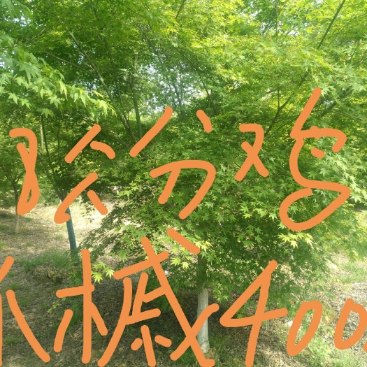 溧阳市小叶鸡爪槭
