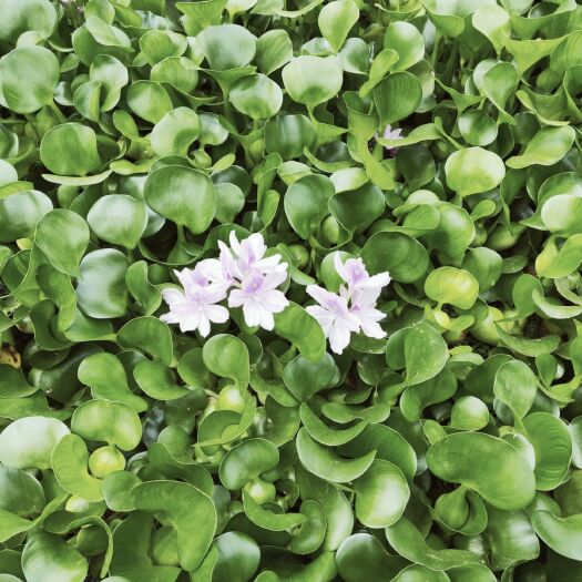 青州市 水葫芦水葫芦量大