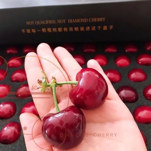 烟台 樱桃，美早