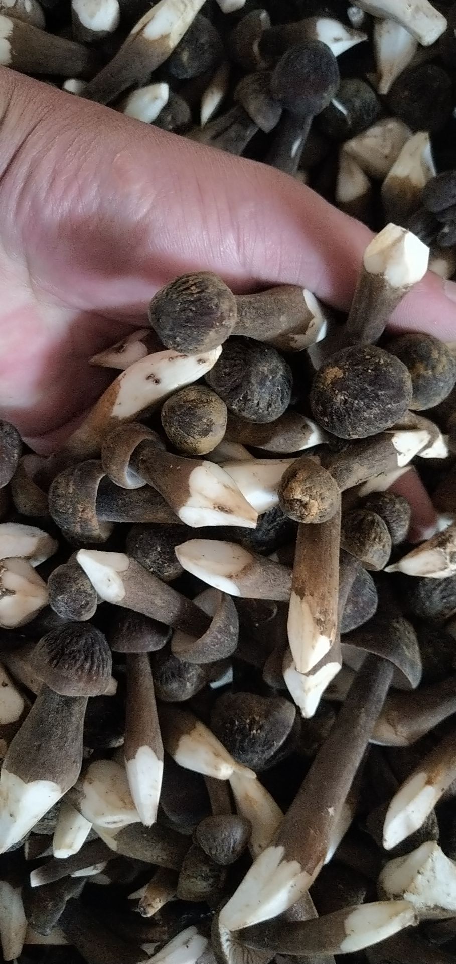 鸡枞菌 新鲜鸡枞