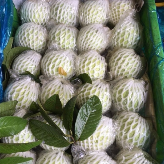 廉江市珍珠番石榴 货源稳定，常年供货，质量有保证
