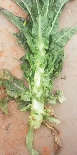 盐城红叶莴笋