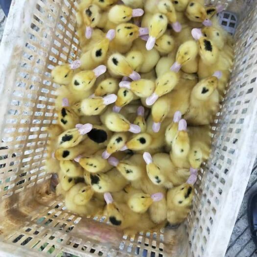 博罗县肉鸭苗  M18纯种一点黑螺鸭苗（克里莫父母代品种）
