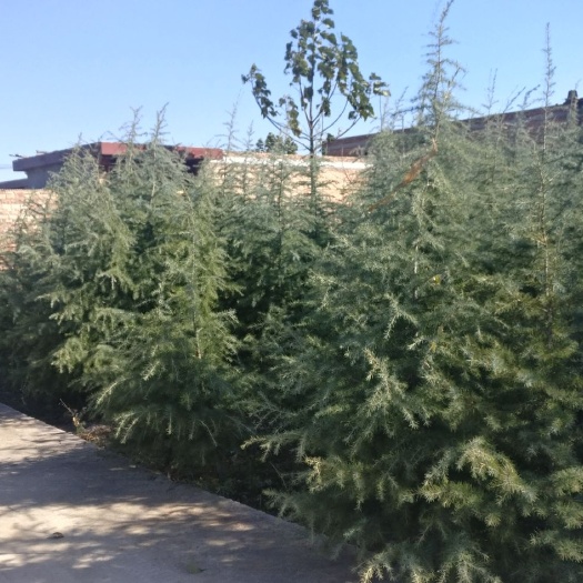 灵宝市 自种四千稞雪松1.5----4米，一次性便宜处理！