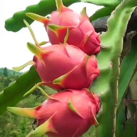 灵山县四季芒果苗 有大量果苗出售