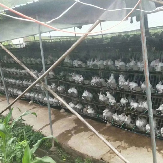 成都 大量出售商品肉兔，诚信交易价格公道。