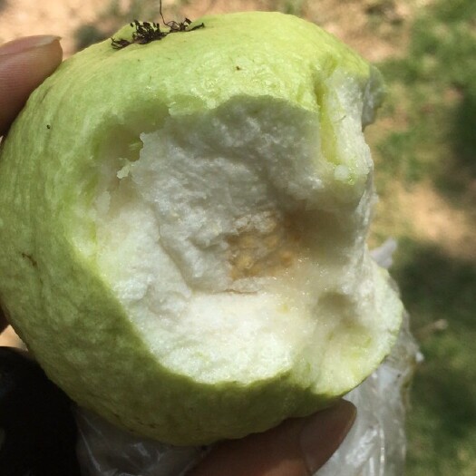 廉江市珍珠番石榴 货源稳定，长年供货，质量有保证