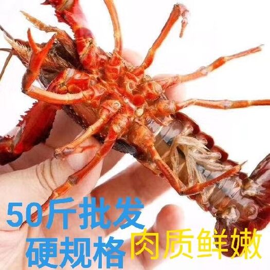 潜江市 潜江小龙虾批发，通货