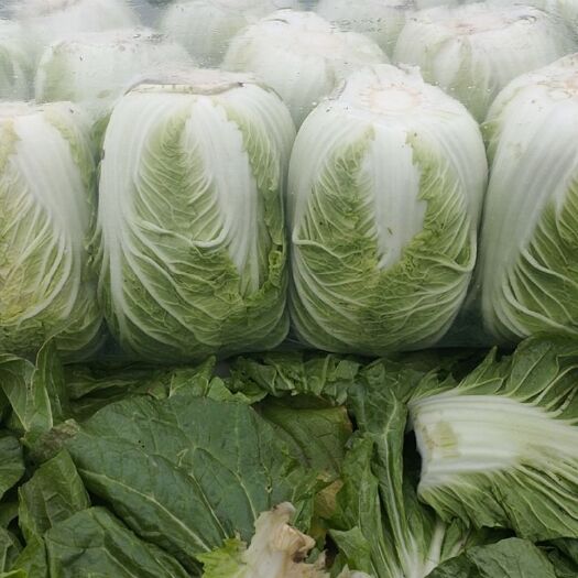 东台市 优质大白菜，黄心白菜