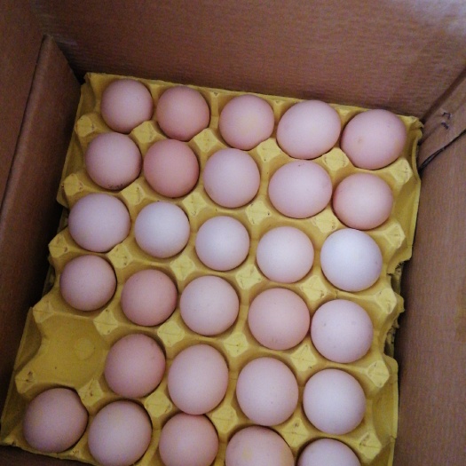 天柱县土鸡蛋 食用 散装