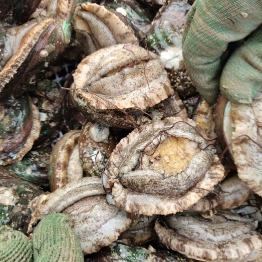 罗源县 现抓鲜活鲍鱼，海鲜珍品，不包邮