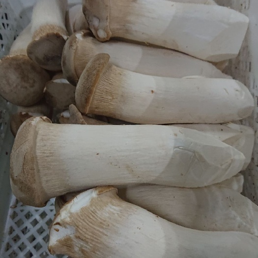 淮安 新鲜杏鲍菇，吃出鲍鱼味，营养丰富