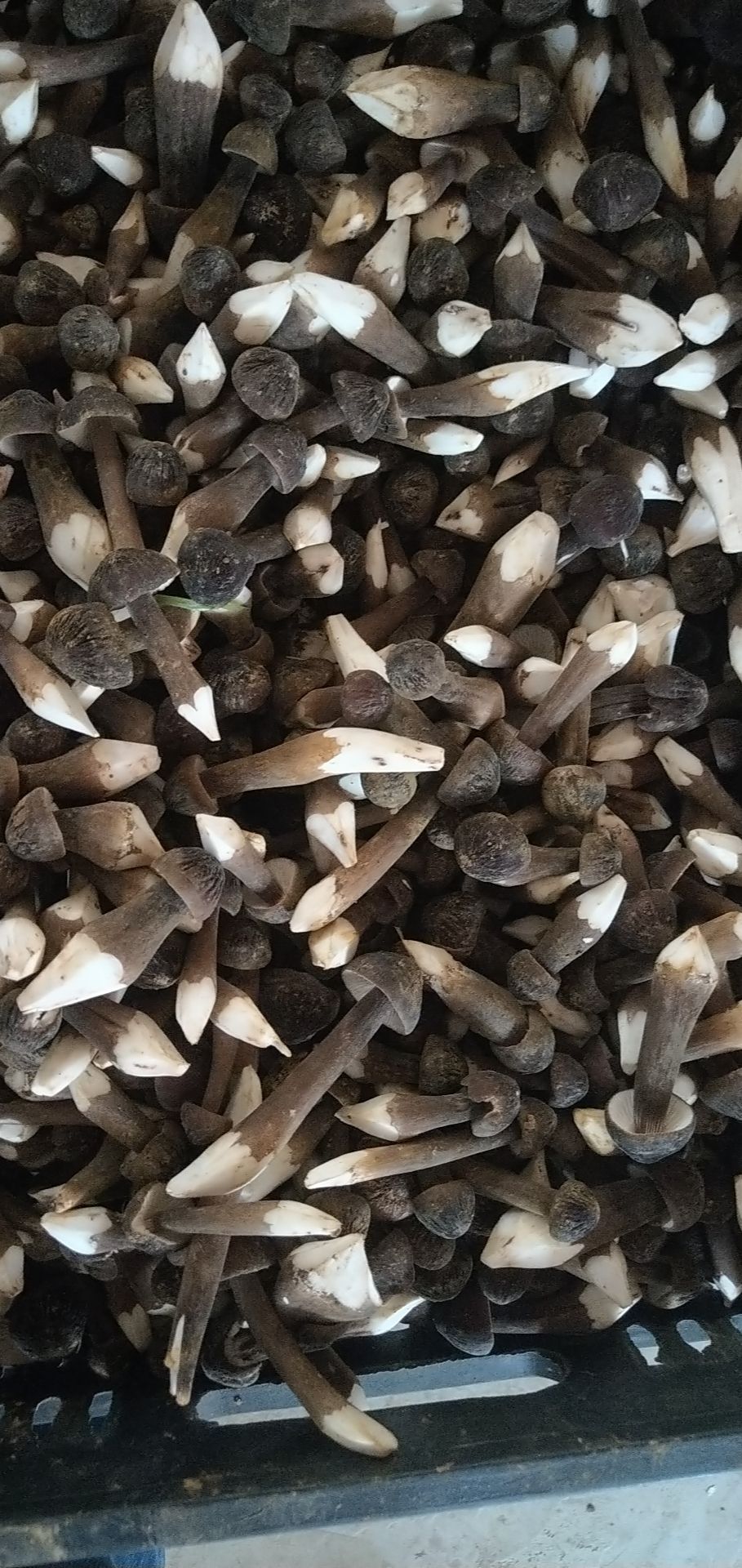 鸡枞菌 新鲜鸡枞