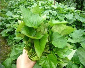 潜江市 现掐新鲜苕尖