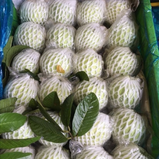 廉江市 珍珠番石榴，货源稳定，长年供货 不间歇，质量有保证！
