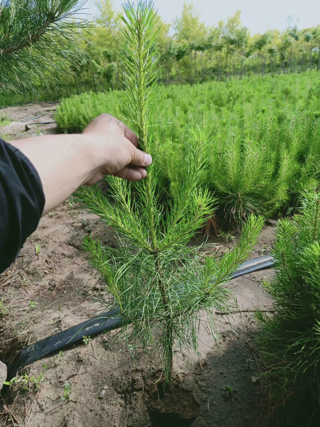  樟子松營養(yǎng)杯苗，二年裸根苗。