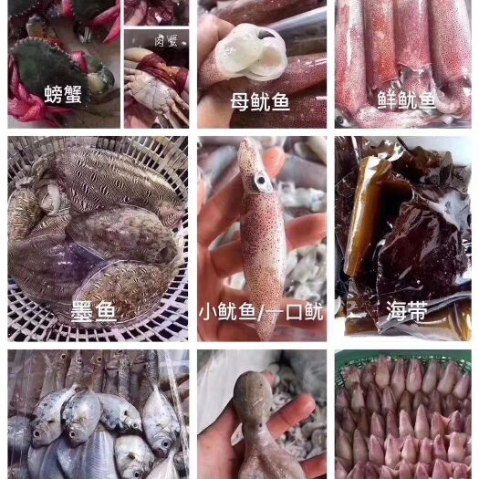 徐闻县冷冻海鲜组合 各种海鲜批发，长期有货，欢迎合作，